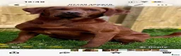 Labrador Retriever dogs for sale: Stunning fox Red Labrador pup - Advert 10
