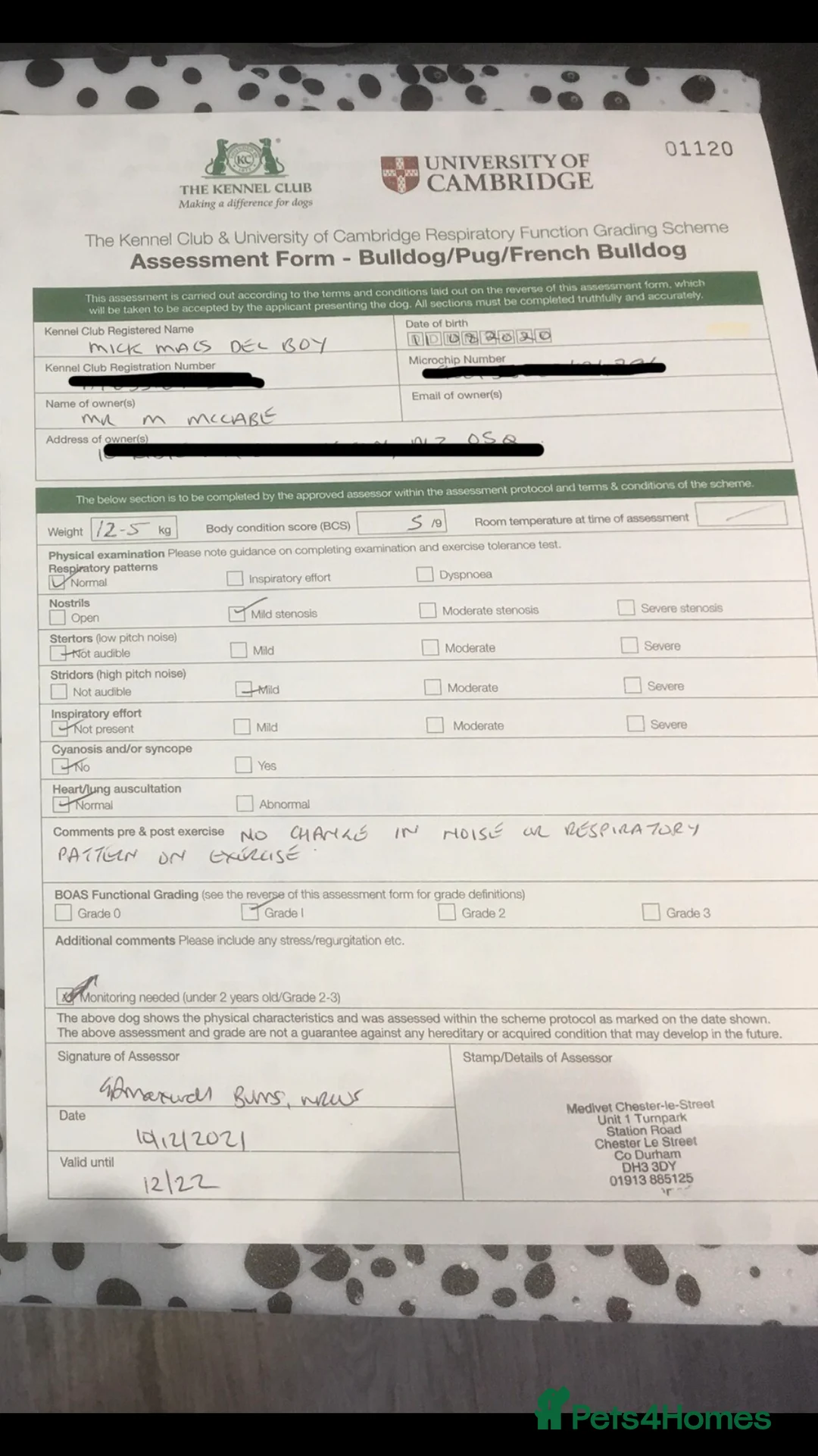 French Bulldog dogs for stud: R.F.G Graded 0-F.B.C.E Silver- B.V.A. Clear  in Darlington - Advert 5