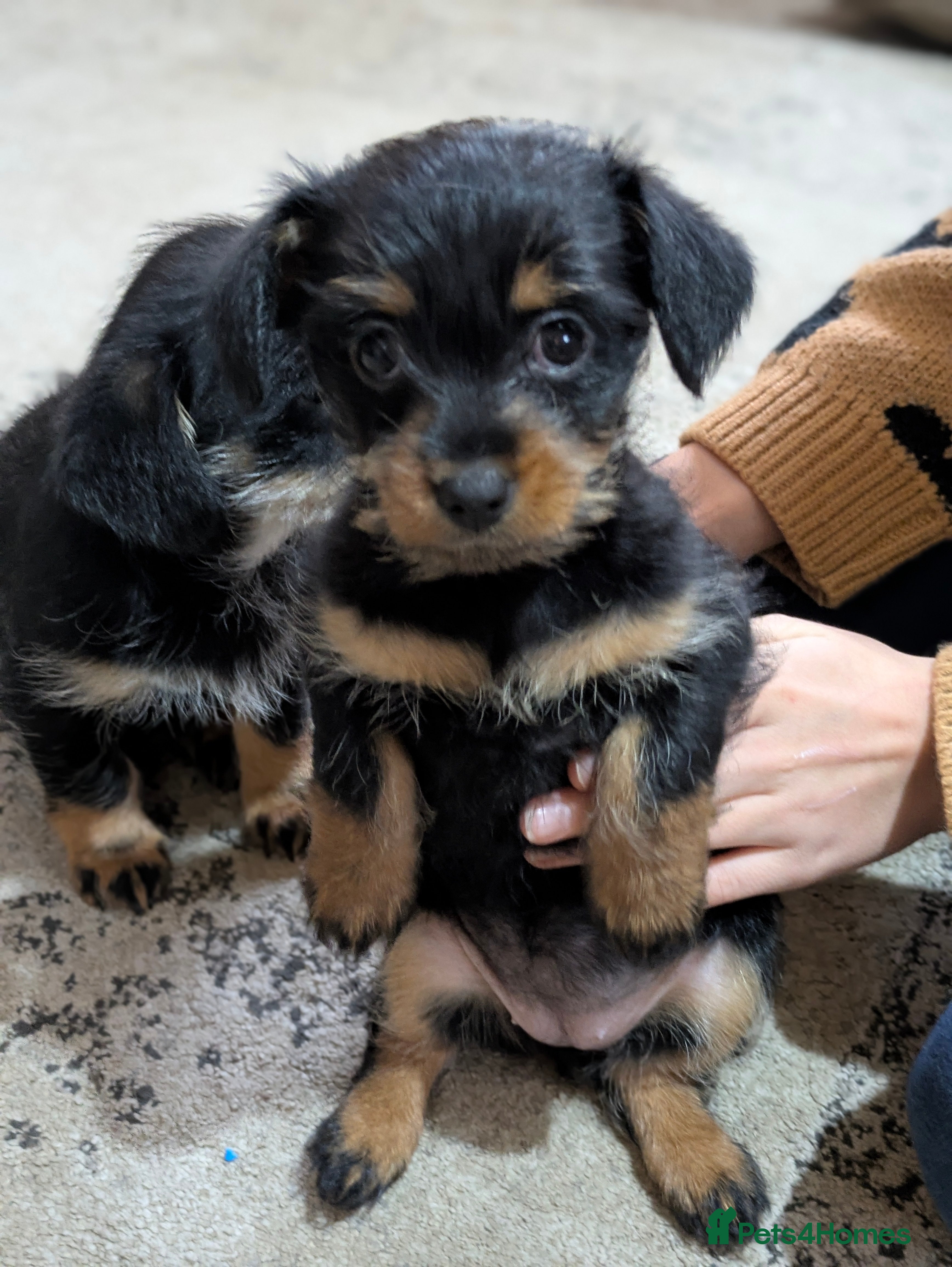 Mixed Breed dogs *READY NOW*Pomchi x Dachshund 3 females  - Advert 9