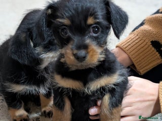 Mixed Breed dogs *READY NOW*Pomchi x Dachshund 3 females - Advert 14