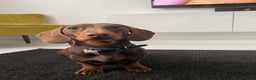 Miniature Dachshund dogs for stud: Proven Stud Chocolate & Tan Miniature Dachshund in Durham - Advert 7