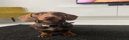 Miniature Dachshund dogs for stud: Proven Stud Chocolate & Tan Miniature Dachshund in Durham - Advert 7