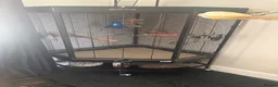 Parrots birds for sale: African grey - Advert 5