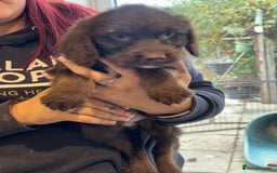Sproodle dogs for sale: Ready now Springer cross labradoodle - Image 4