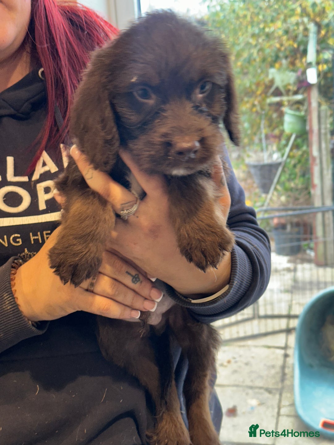 Sproodle dogs for sale: Ready now Springer cross labradoodle - Image 4