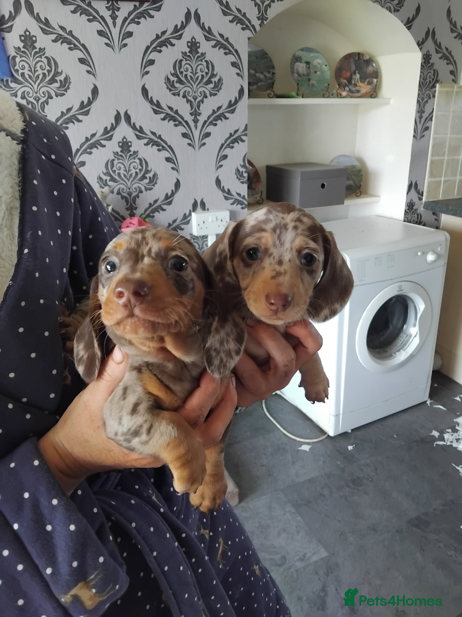 Miniature Dachshund dogs Miniature dashchund puppy - Advert 1