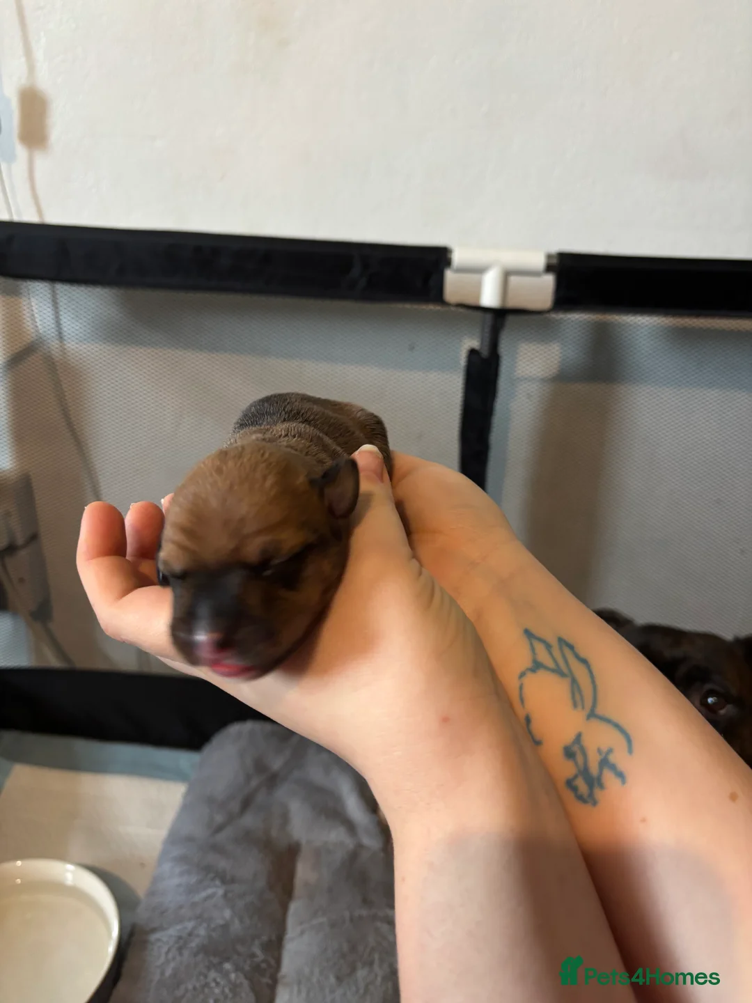 Mixed Breed dogs for sale: Staffy x Labrador Puppies – £700 – Bedford - Advert 2