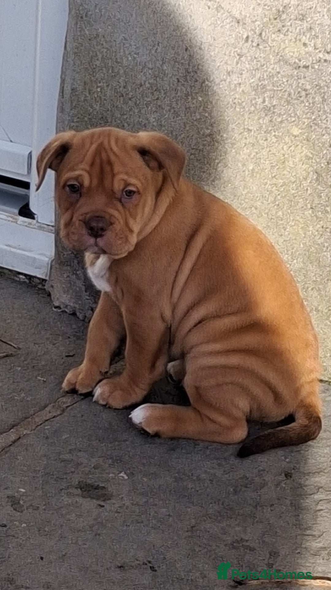 English Bulldog dogs for sale: Beautiful bulldog x rotty mastiff - Advert 20