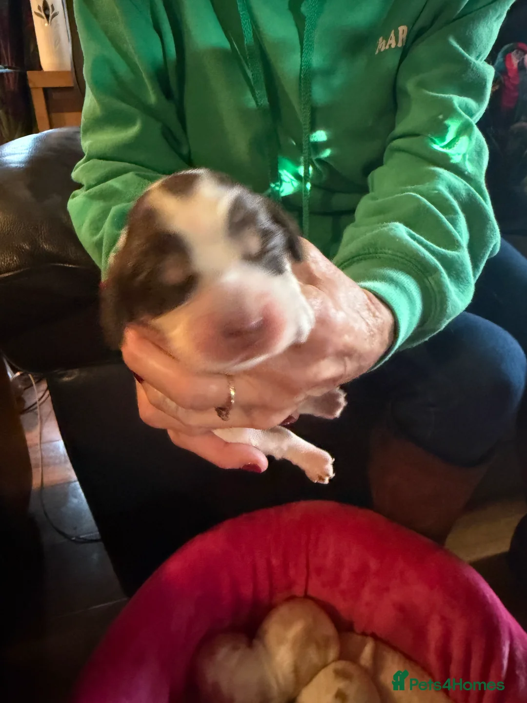 Cocker Spaniel dogs for sale: Show cocker spaniel pups - Advert 23