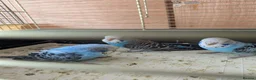 Budgerigars birds for sale: 🐦 Beautiful Baby Budgies Available! - Advert 17