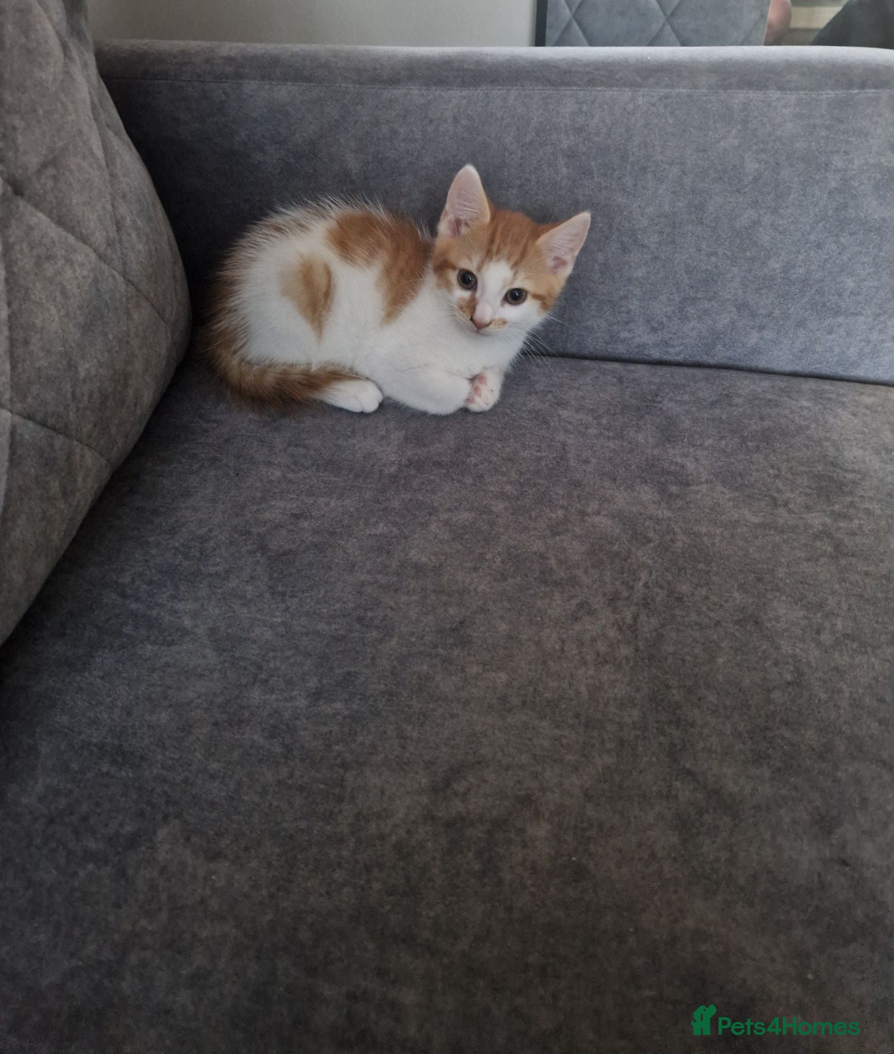 Mixed Breed cats 💥Ginger male💥 - Advert 4