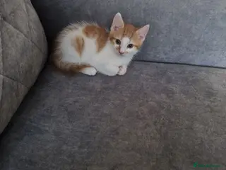 Mixed Breed cats 💥Ginger male💥 - Advert 4