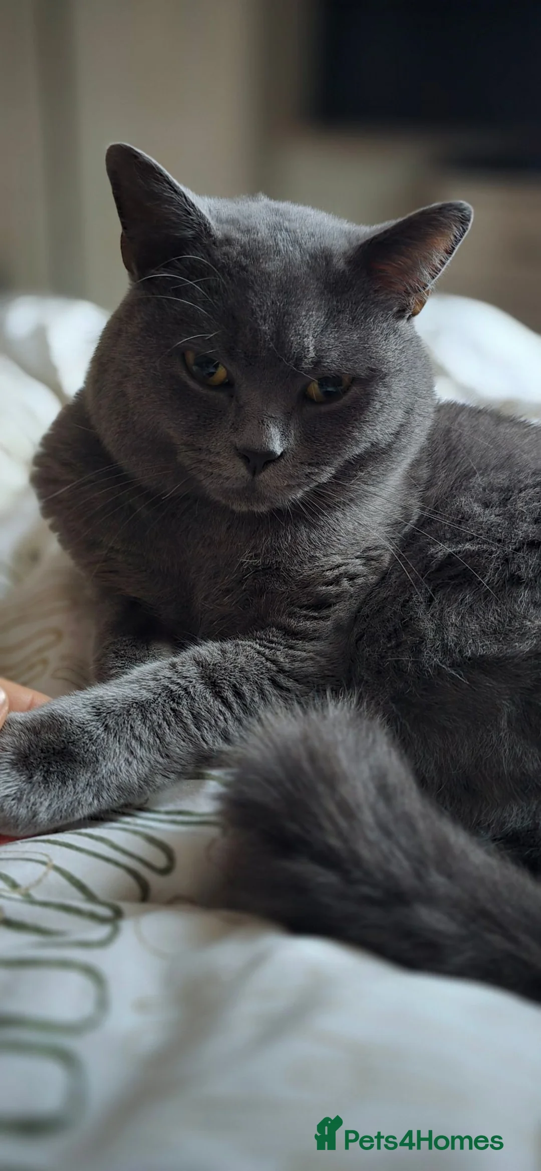 British Shorthair cats for stud: Aris – Handsome Blue Male Available for Stud - Advert 2