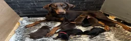 Dobermann dogs for sale: ❌ ready monday❌Health tested Dobermans not Kc reg  - Advert 29