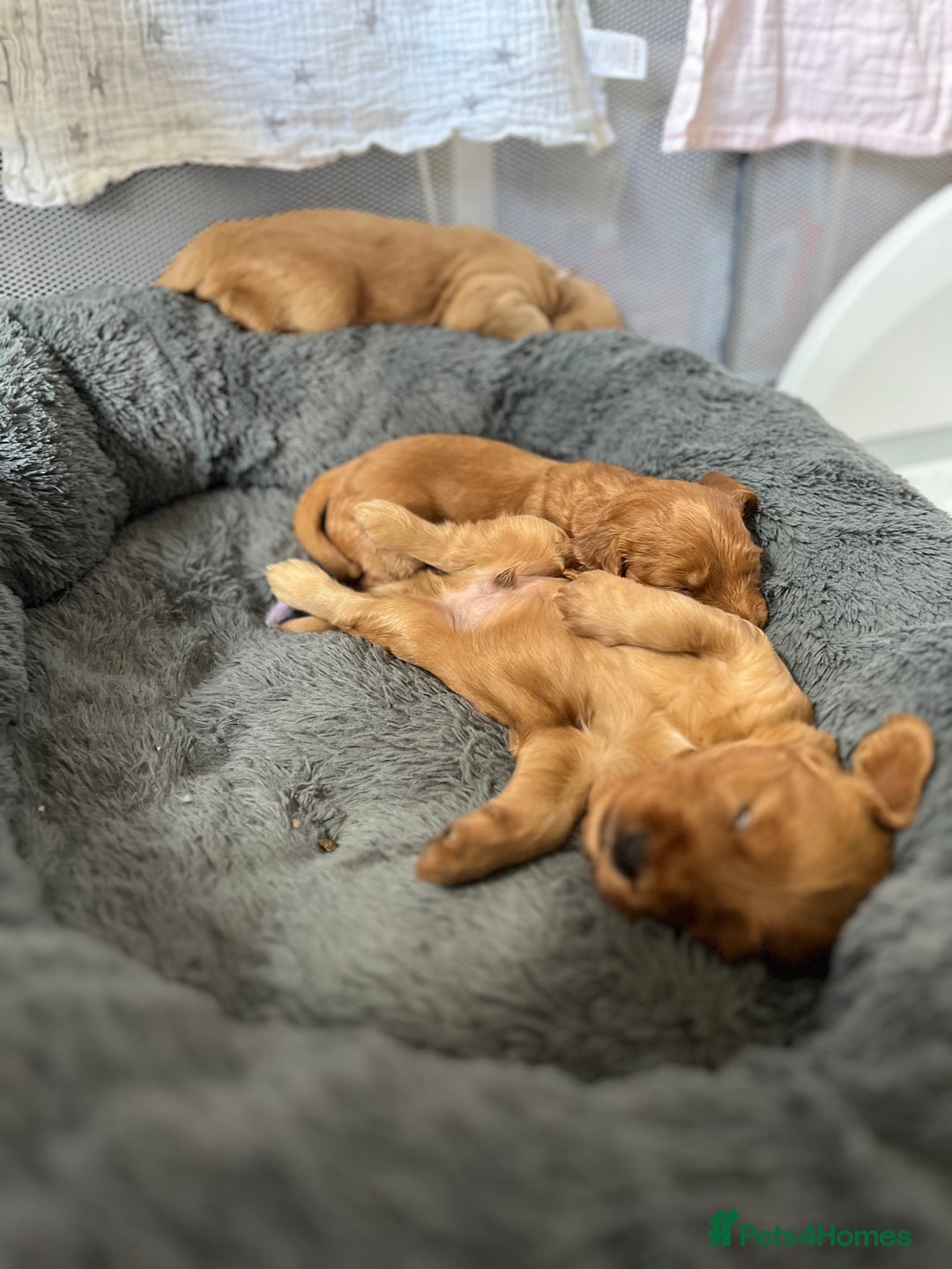Mixed Breed dogs for sale: Beautiful Goldendoodle cross - Image 3