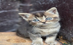 Scottish Fold cats for sale: Beautiful Scottish Kittens – Fold & Straight Ears - Image 7