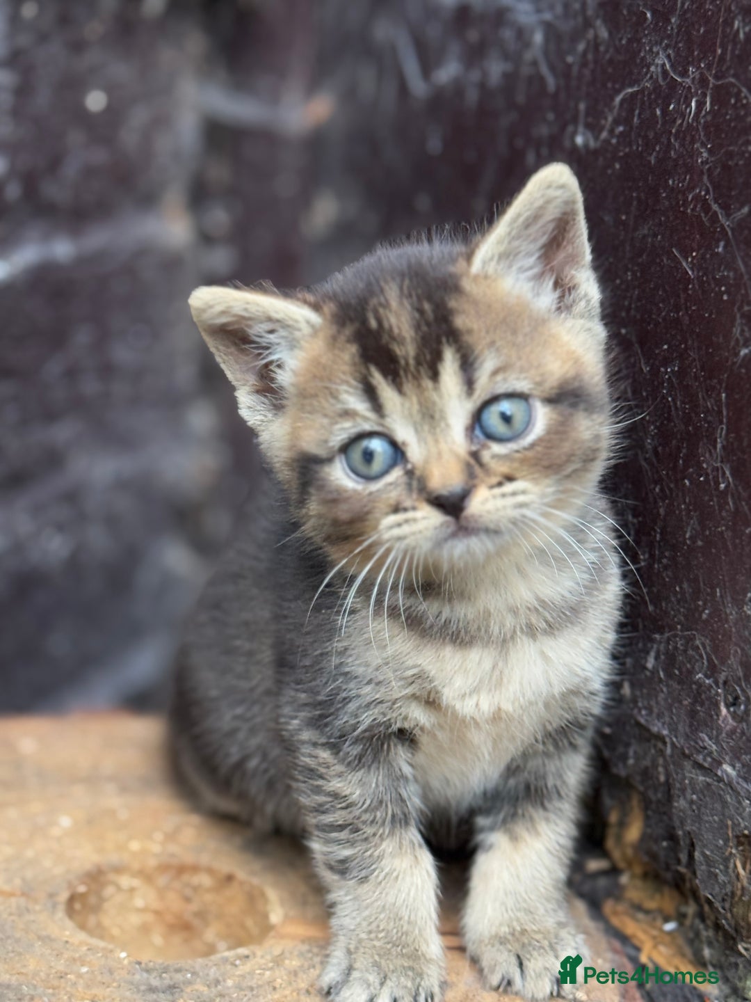 Scottish Fold cats for sale: Beautiful Scottish Kittens – Fold & Straight Ears - Image 7