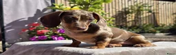 Miniature Dachshund dogs for sale: Pedigree miniature dachshund  - Advert 3
