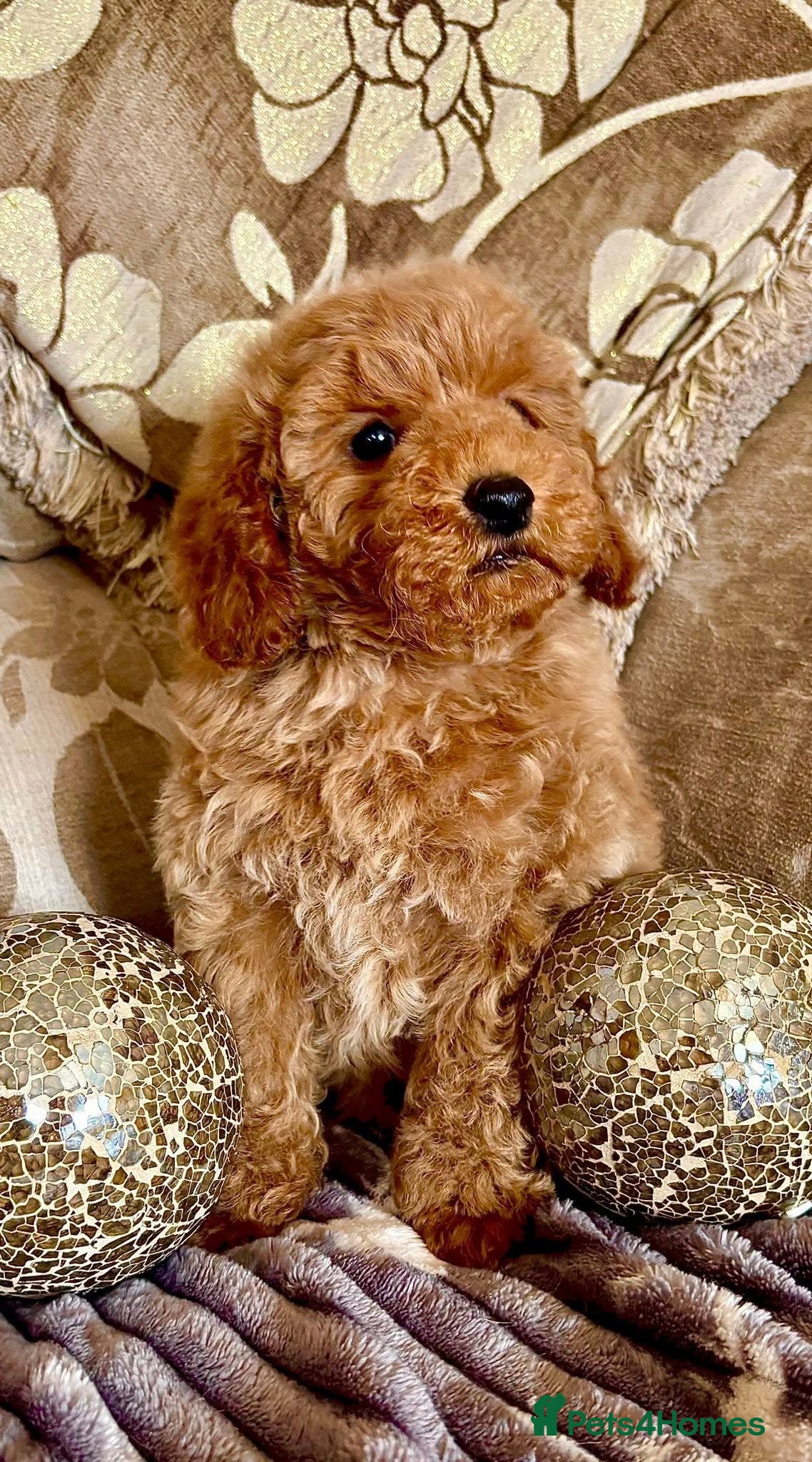 Miniature Poodle dogs KC Reg Miniature Poodle Girl Available - Advert 3