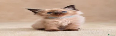 Ragdoll Kitten 4