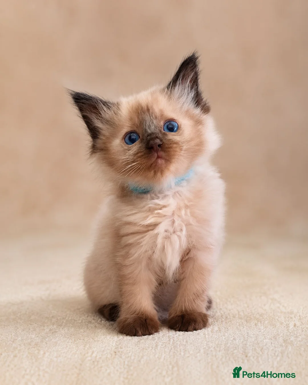 Ragdoll cats for sale: Beautiful Ragdoll Kittens in Swansea - Advert 2
