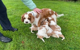 Cavalier King Charles Spaniel dogs for sale: Beautiful Cavalier King Charles KC Registered Pups - Image 22