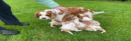 Cavalier King Charles Spaniel dogs for sale: Beautiful Cavalier King Charles KC Registered GIRL - Advert 22
