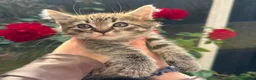 Mixed Breed cats for sale: 3 Beautiful Female Scottish Fold × Tabby Kittens  - Advert 7