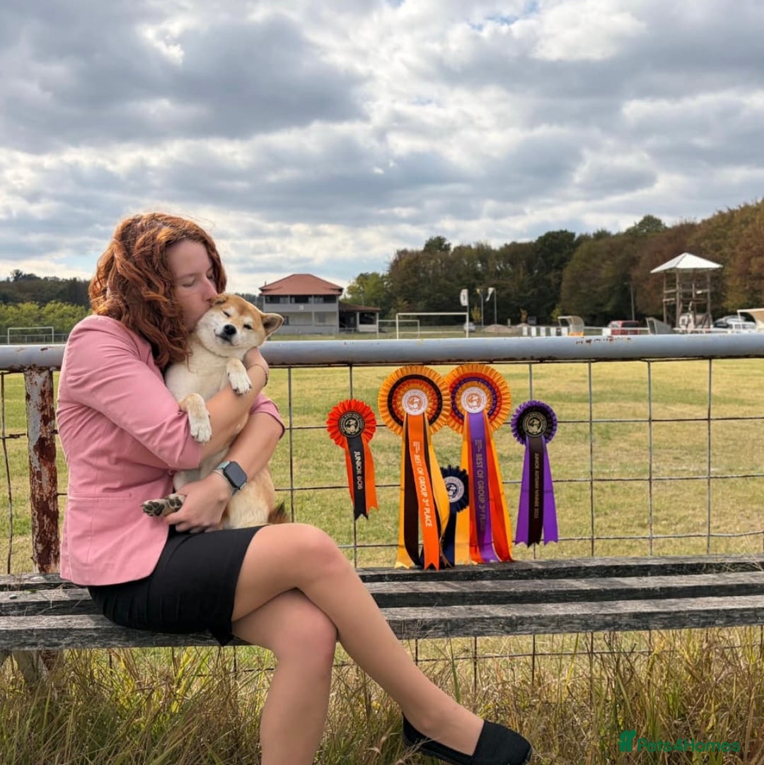 Japanese Shiba Inu dogs for sale: Japanese Shiba health tested , champion bloodline  - Advert 3