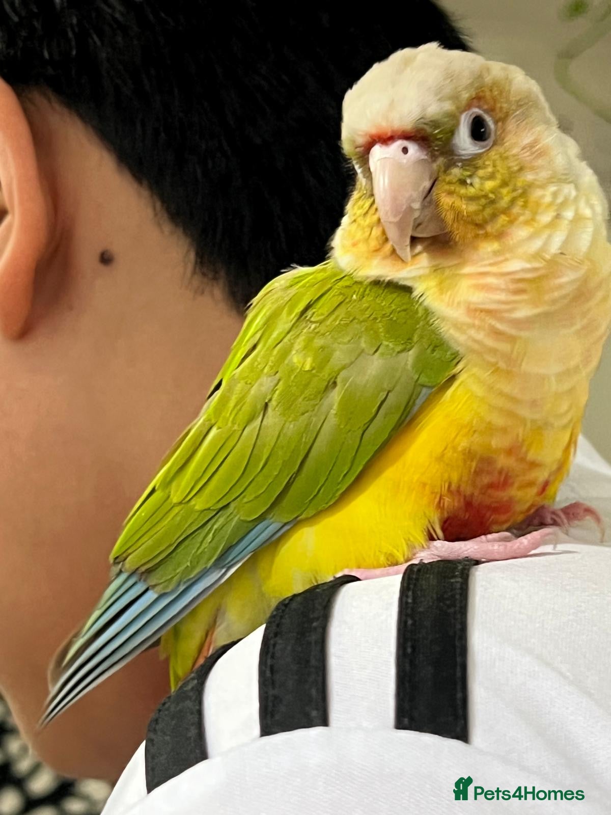 Conures birds Talking Parrot  - Advert 1