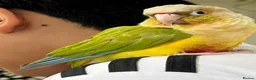 Conures birds for sale: Talking Parrot  in Barking - Advert 1