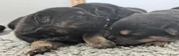 German Shepherd dogs for sale: Champion-Line KC Pups From Health Tested Parents - Advert 14