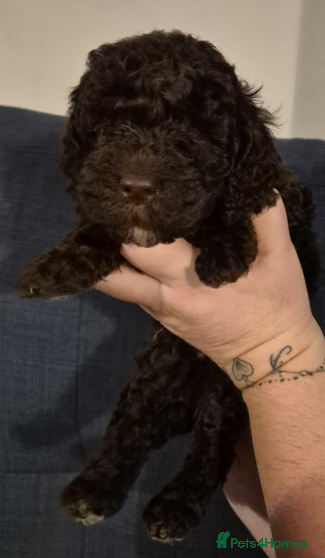 Cockapoo dogs for sale: Fantastic health tested F1b TOY COCKAPOOS - Advert 9