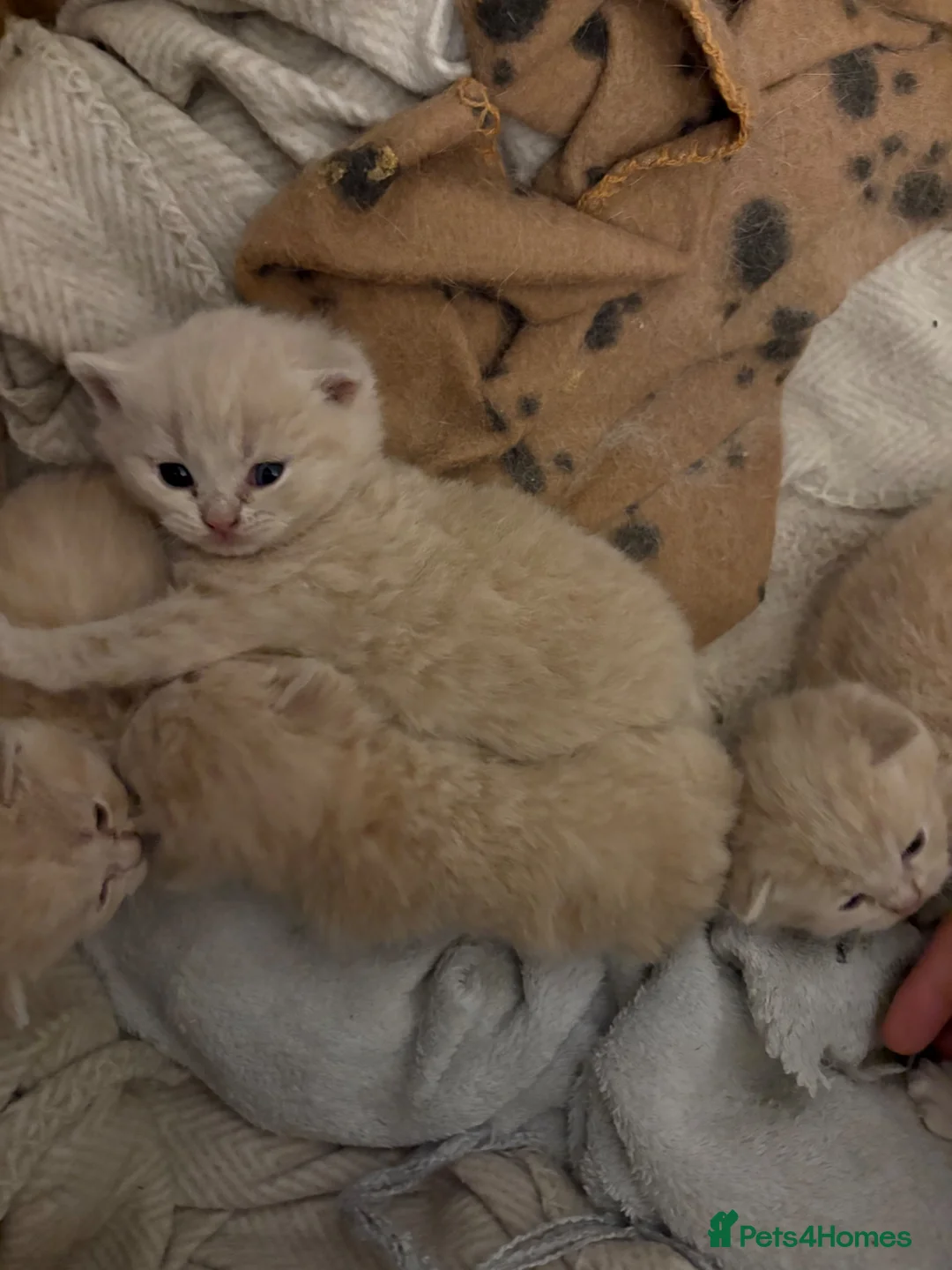 British Shorthair cats for sale: Exceptional GCCF Cream British Shorthair Kittens ✨ - Advert 2