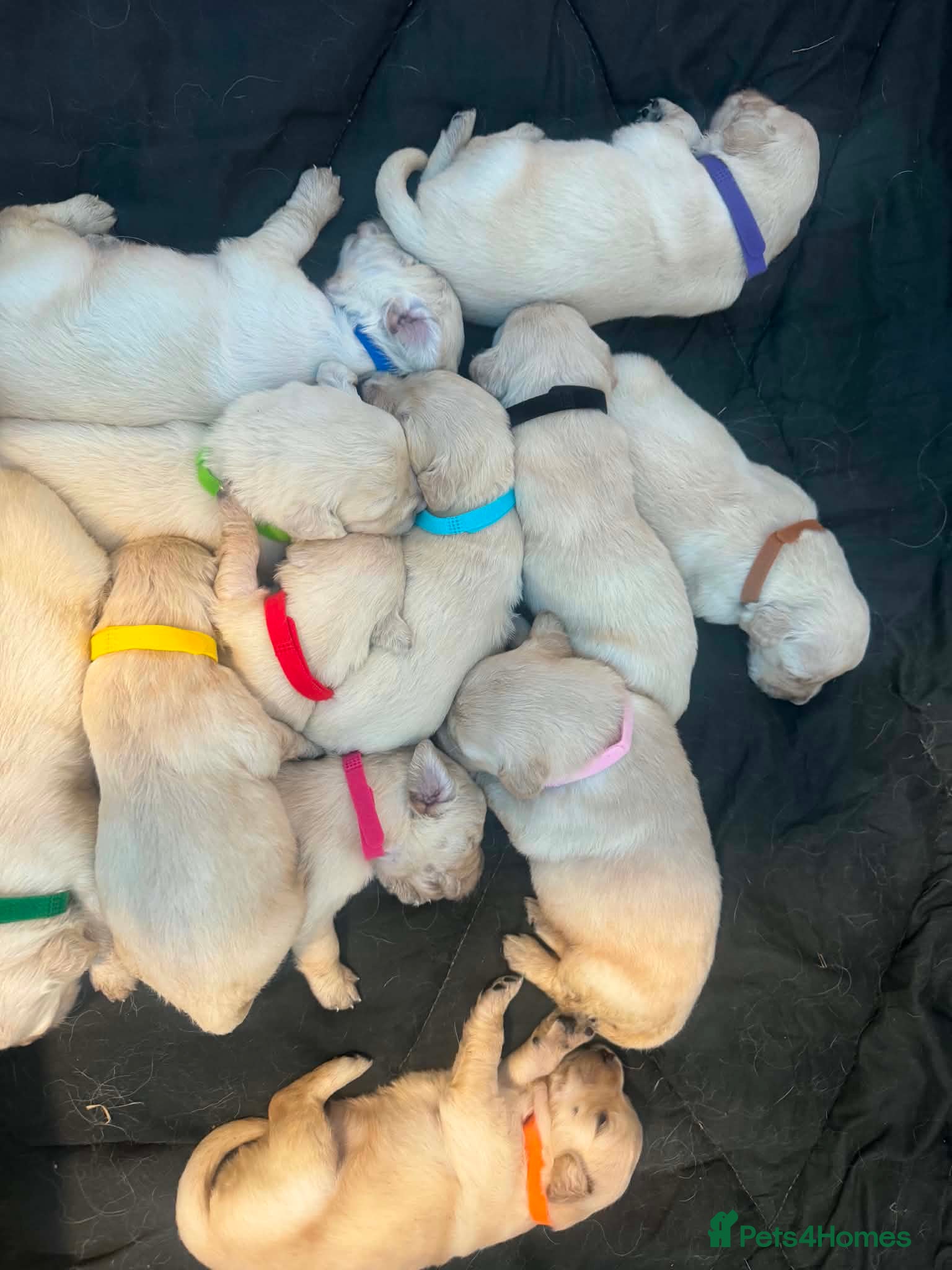 Golden Retriever dogs 🐾 Pure Golden Retriever puppies 🐾 - Advert 2