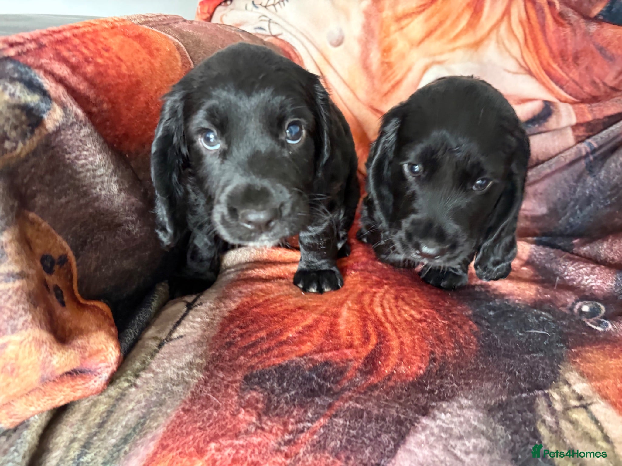 Cocker Spaniel dogs Kc Registered Cocker Spaniel Puppies - Advert 2