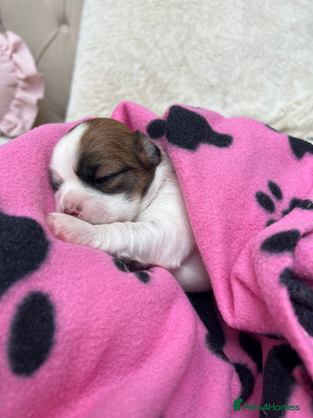 Lhasa Apso dogs for sale: Beautiful Lhasa apso puppies 🐶  - Image 21