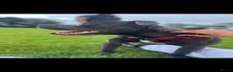 Staffordshire Bull Terrier dogs for sale: Staffordshire bull terrier  in Swansea - Advert 5