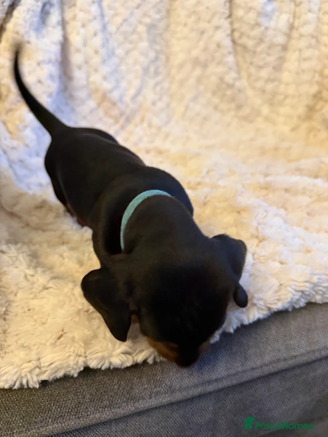 Miniature Dachshund dogs for sale: Black and Tan Miniature Dachshund Puppies  - Advert 38