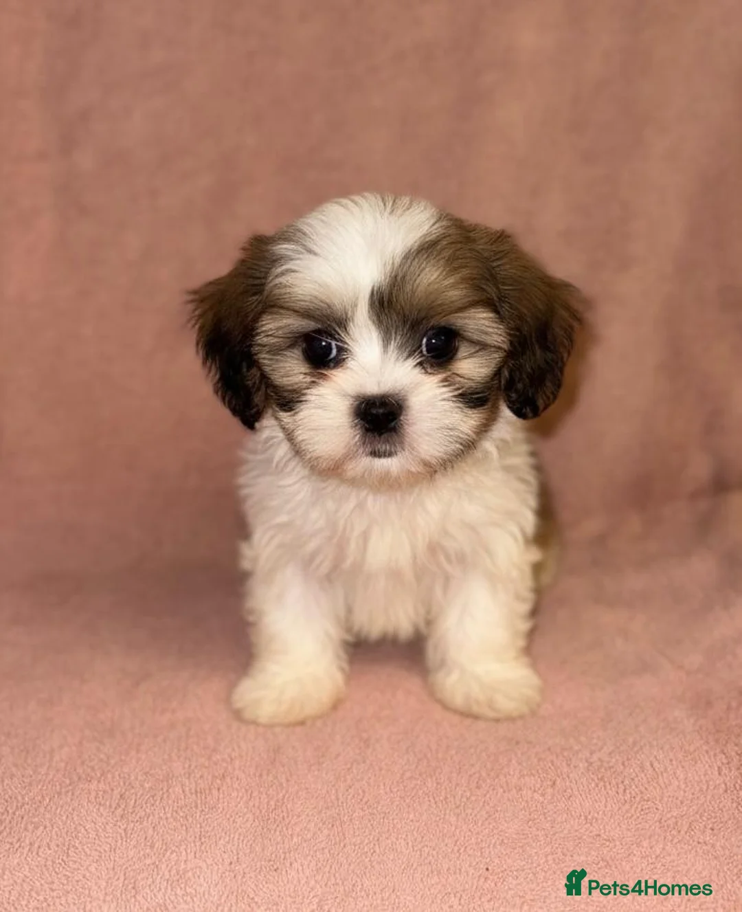 Shih Tzu dogs for sale: Shih Tzu Puppies  - Advert 2