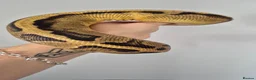Python Snake reptiles for sale: Ball Pythons (please reade description) - Advert 2