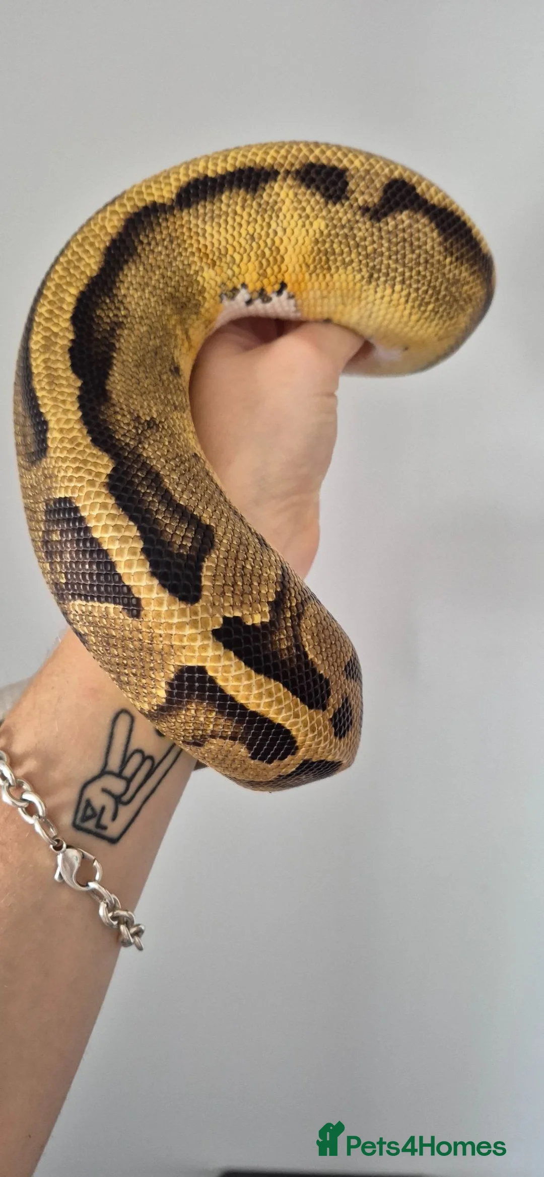 Python Snake reptiles for sale: Ball Pythons (please reade description) - Advert 2