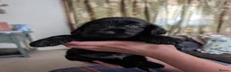 Field Spaniel dogs for sale: *Field Spaniel Puppies* Rare British Breed  - Advert 6