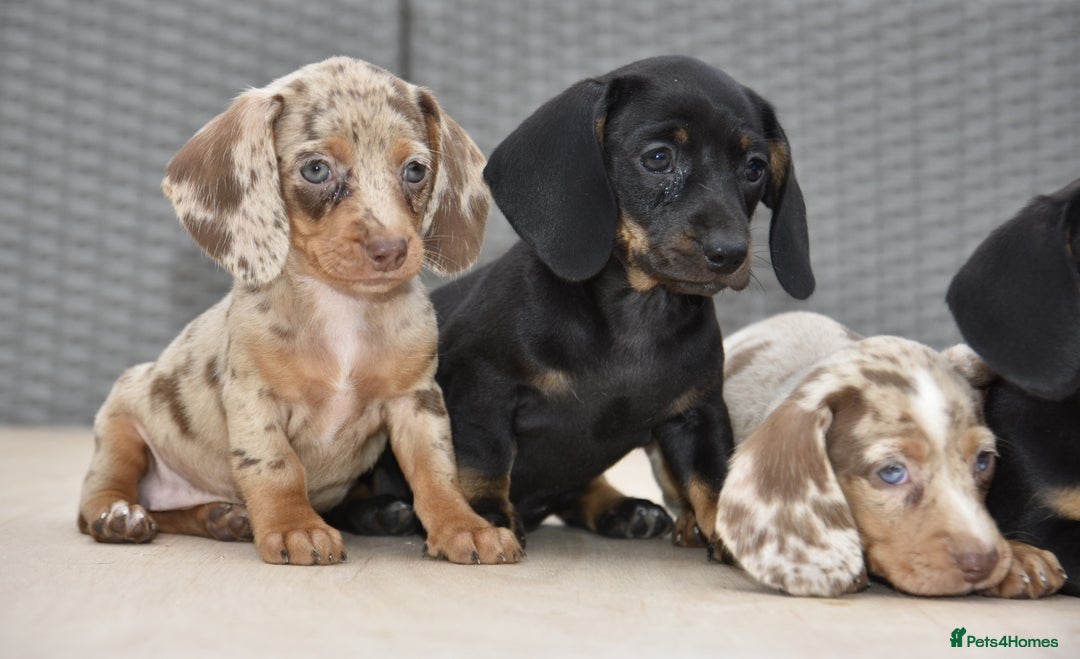 Dachshund dogs for sale: Stunning dachshund puppies  - Image 7