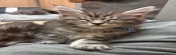Maine Coon cats for sale: 9 Beautiful Maine Coon Kittens CHAMPION BLOOD LINE - Advert 11