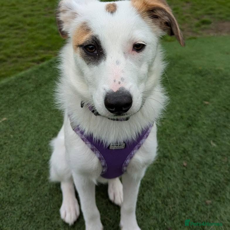 Mixed Breed dogs 🐾 Meet Patchy 🐾 - Advert 1