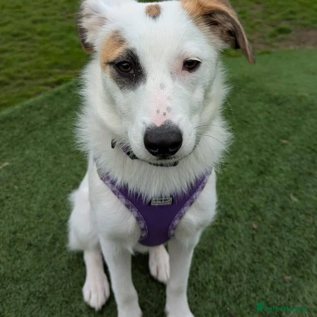 Mixed Breed dogs for adoption: 🐾 Meet Patchy 🐾 in Glasgow - Advert 1
