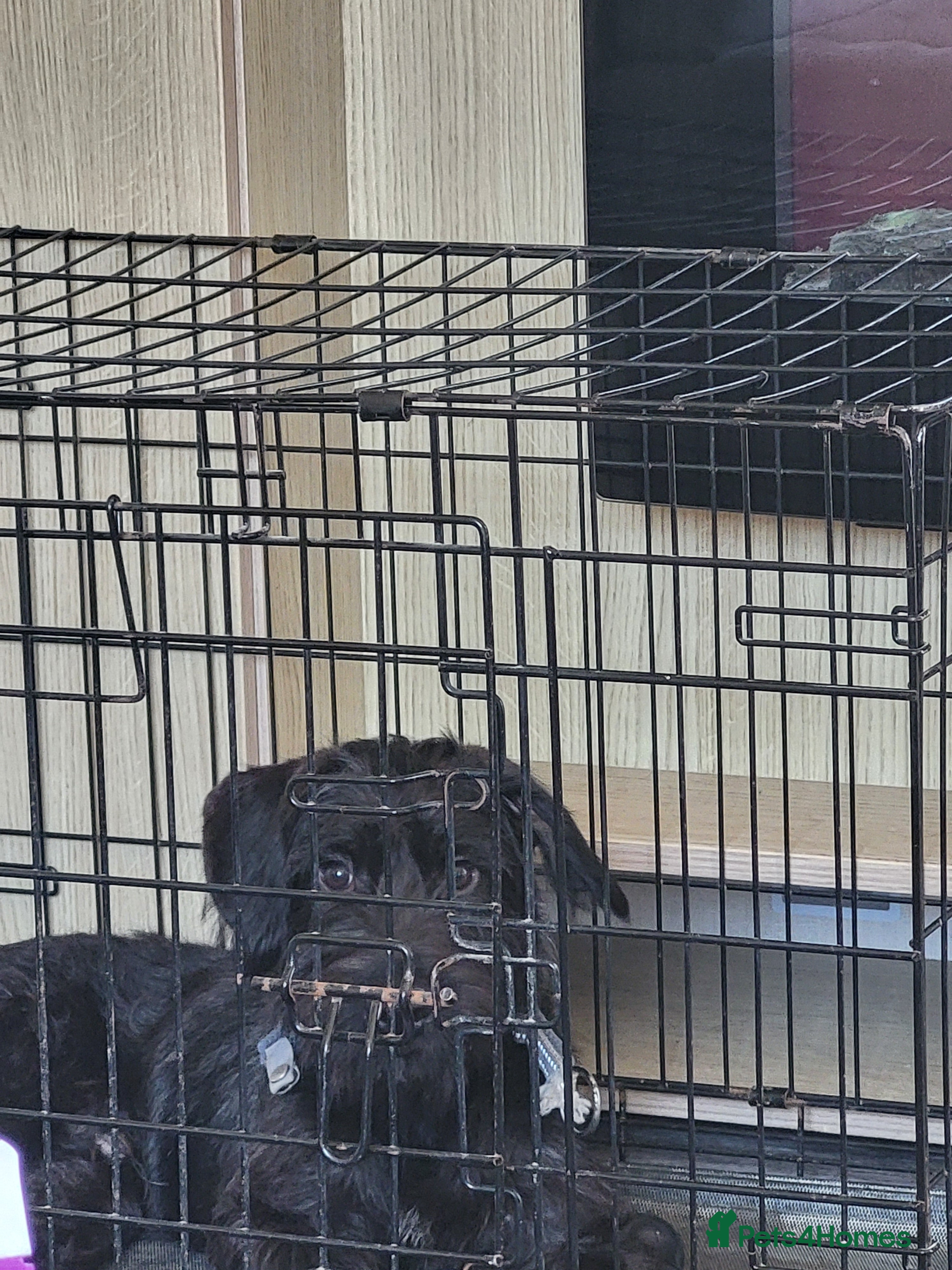 Patterdale Terrier dogs pattercross Yorkshire terrier - Advert 2