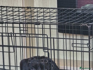 Patterdale Terrier dogs pattercross Yorkshire terrier - Advert 1