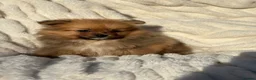 Pomeranian dogs for sale: 🐾 Teddy Pomeranian Puppies Ready To Home 🐾 - Advert 19